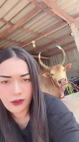 ดีไม่ดีแลกันวันชน ทนไม่ทนชนกันแลก่อน ถ้าดีแต่เขา เราอีมาทำไหร 🥳🐂💸 10 สิงหานี้เจอกัน ส.นาทวี @👧พ่อเลี้ยงเดียวว👧 #ขาวงามสามจังหวัด #โซดาไฟ 