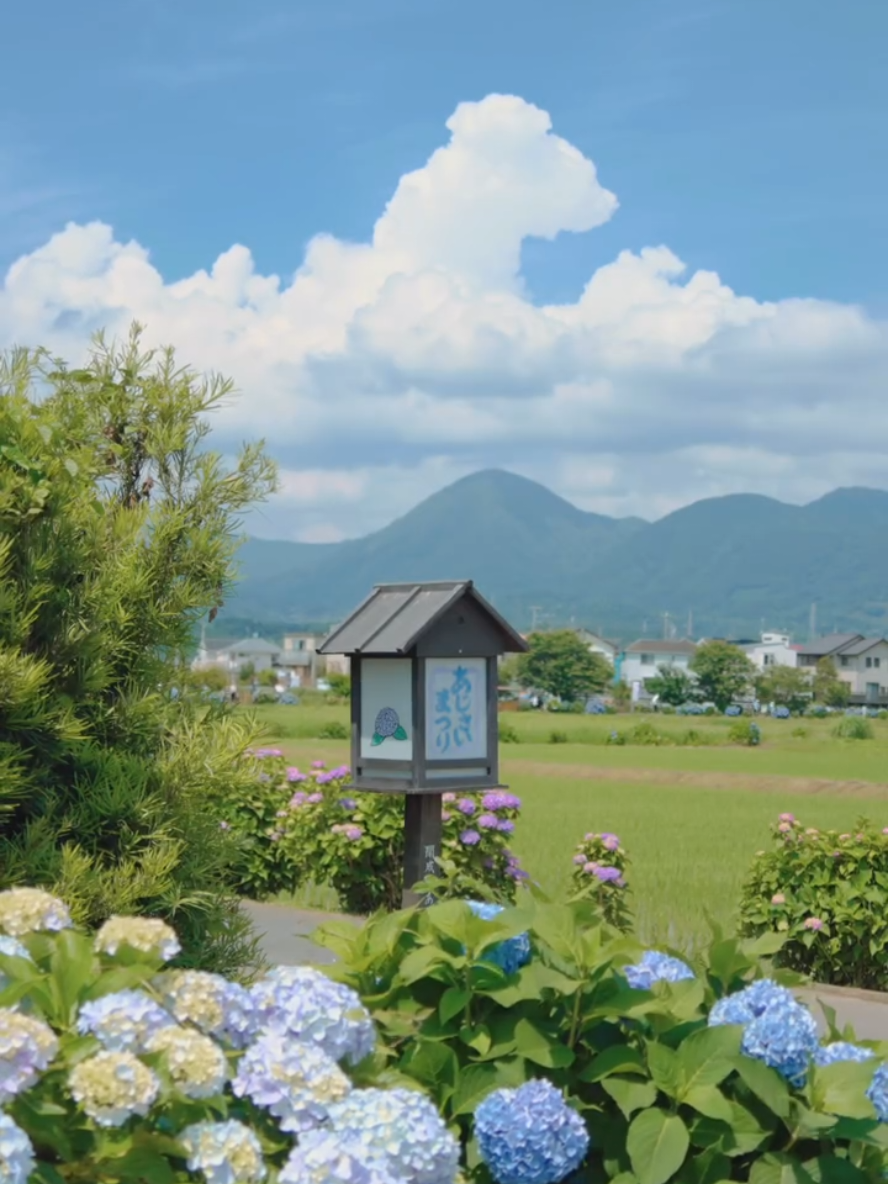 Làng hoa Cẩm Tú Cầu Kaisei xinh đẹp và yên bình..🪻☁️ 📍Kanagawa, Japan #camtucau #kanagawa #trending #vairal #fyp #chill #Lifestyle #japan #foryou 