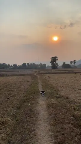 ទេសភាព ស្រុកស្រែ✨🍃#ទេសភាពស្រុកស្រែ🌄🏜️🌱🌼🌾🐟 #foryou #fyp 