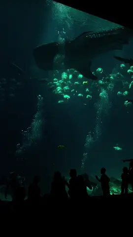 #fyp #georgiaaquarium #whaleshark 