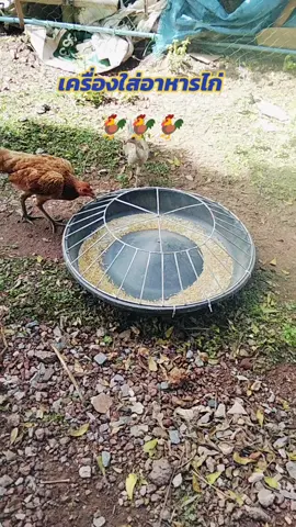 เครื่องใส่ฮาหารไก่#เครื่องใส่อาหารไก่ #ภาชนะใส่อาหาร #aiดันคลิปขึ้นหน้าฟีดที #ดันขึ้นฟีดที #อย่าปิดการมองเห็น #ฟีดดดシ 