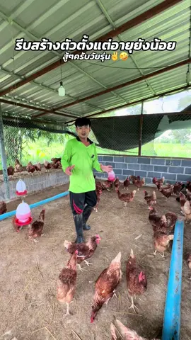 ก่อนจะนิ่งพี่ก็กลิ้งมาก่อน เลยมาเลี้ยงไก่ไข่ #ไก่ #ไก่ไข่อารมณ์ดี #ก้องซึมเศร้า 