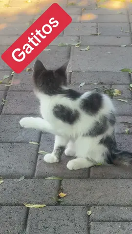 Son 4 gatitos 🫣#LIVEIncentiveProgram #LIVEStory #PaidPartnership 