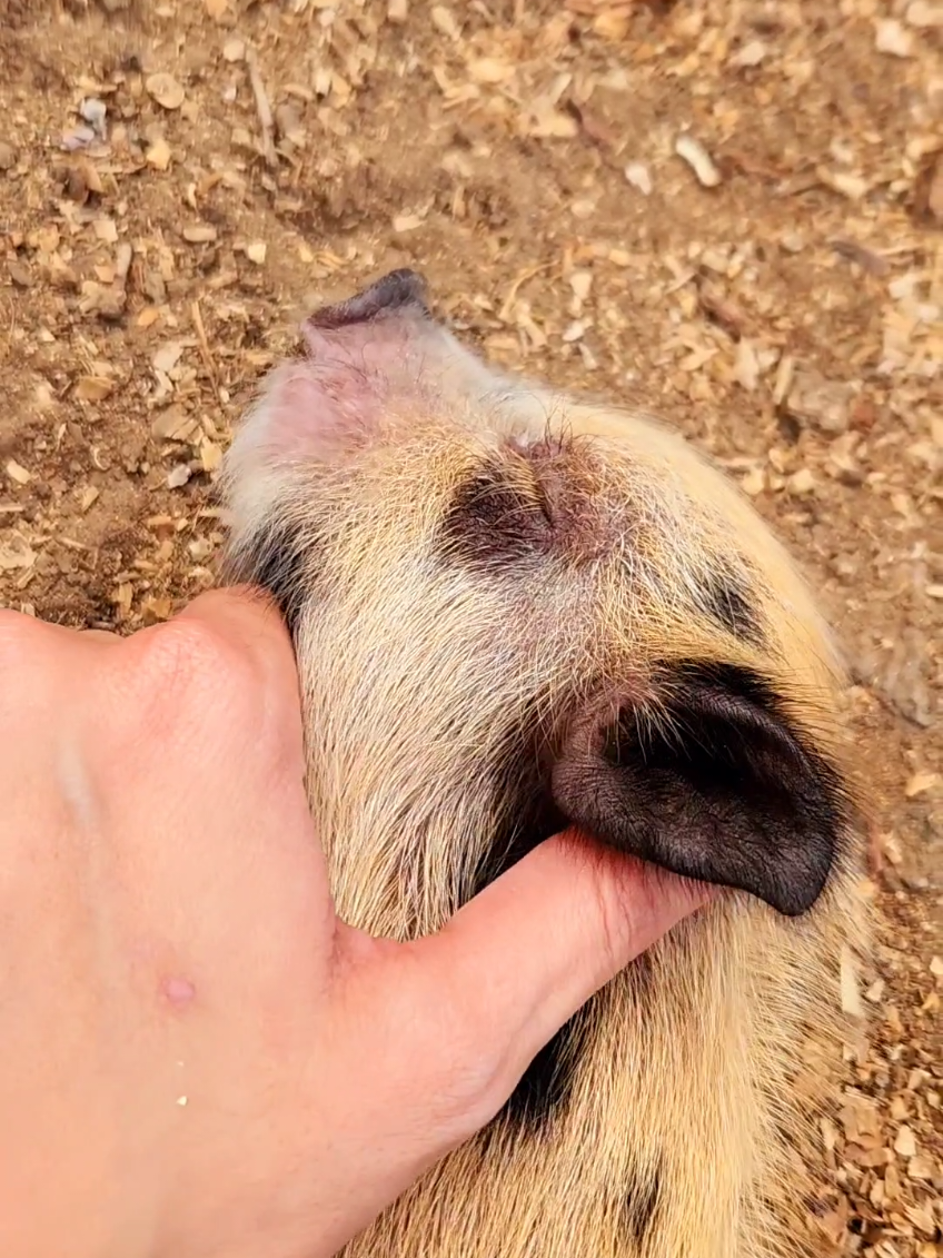 Cutest boy you'll ever see #hotpocketthepig #hottypthepig #hotpocket #hottyp #minipig #cute #baby 