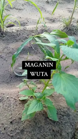 #niger #ghanatiktokers🇬🇭🇬🇭🇬🇭 #nigeriatiktok🇳🇬🇳🇬🇳🇬 #ibrahim 