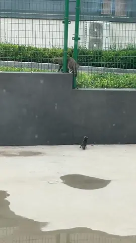 #funny #cute #animals 