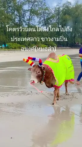 ยอดวัวเบอร์1เมืองตรัง
