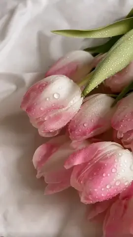 Tulips 🌷✨           