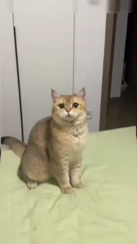 #cat #catlovers #cats #kucing