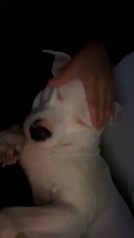 right… the yawn at high energy levels lmaoo #pitbull 