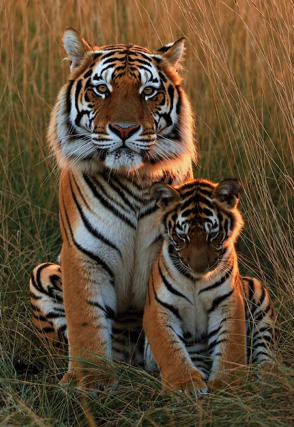 Stripes and strength, love in every breath 🐅🧡 — a tiger rests beside its cub, fierce yet gentle, in the heart of the wild where protection is instinct and love runs deep 🌿✨ In every heartbeat, the legacy of the jungle lives on 🌏🐾 #TigerAndCub #WildParenting #BigCatBond #FelineAffection #UntamedLove #TigerMagic #CubsInTheWild #JungleHeart #NatureTenderness #ReelNature #FierceAndGentle #WildernessFamily #CloseToNature #TigerLegacy #CubLove #NatureLovers #WildAndFree #SoftSavage #JungleMoments #AnimalConnection #TigerInTheWild #TigerSpirit #WildCuteness #StripedBond #MajesticBond #WildSoul #JungleWhispers #WildHug #BigCatFamily #NatureEmbrace