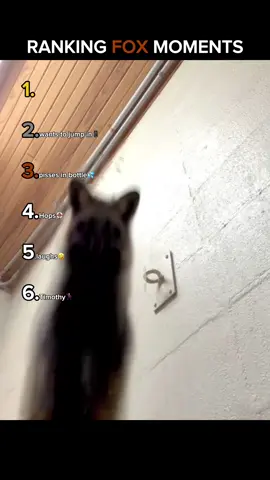 RANKING FOX MOMENTS 🦊#ranking #moments #funniest #Fox #animals 
