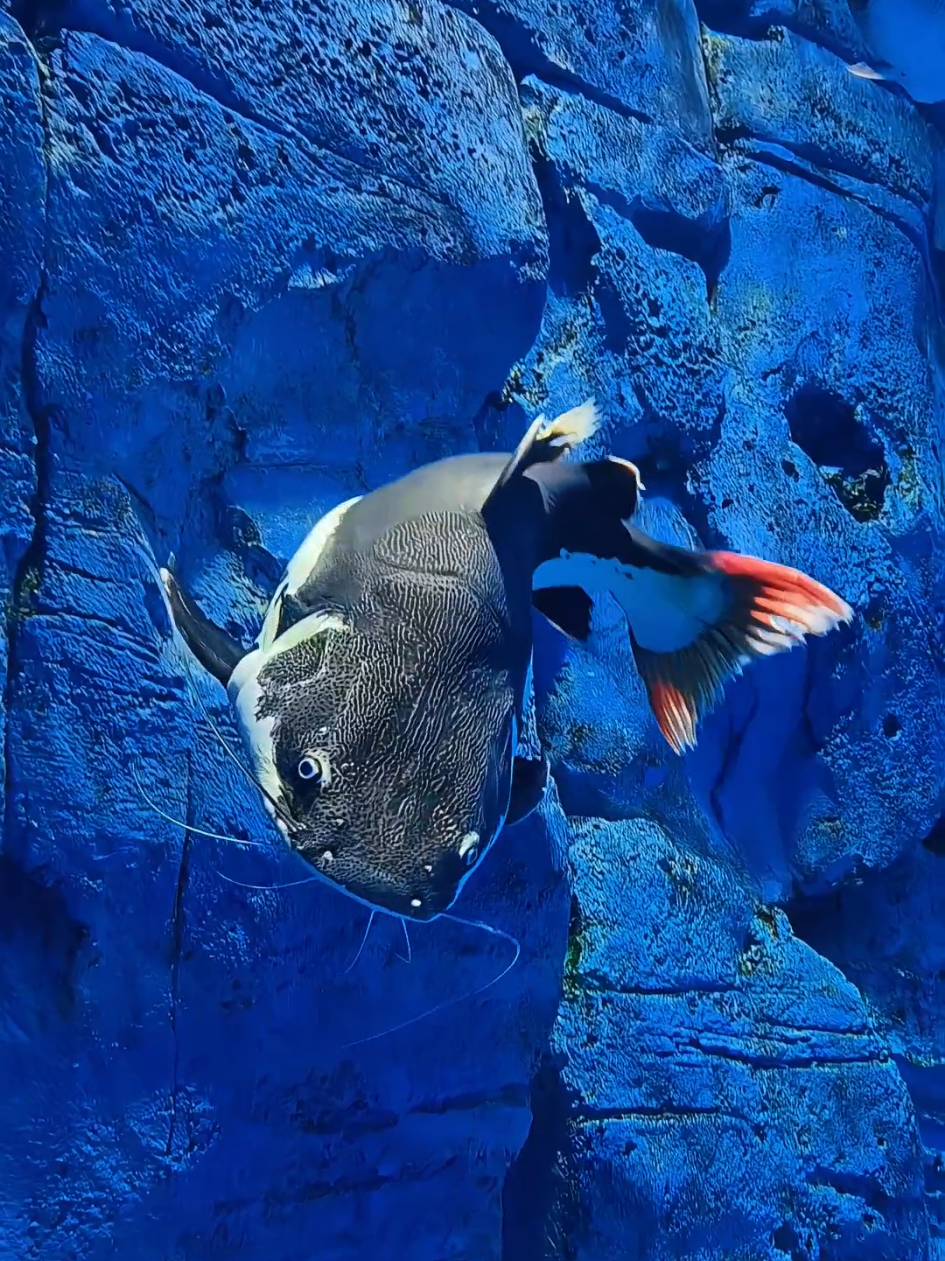 Warna merah di ekor bukan cuma cantik itu jadi ciri khas paling mencolok dari ikan satu ini🔥 #ikanpredator #predatorfish #fishtank #aquarium #ikanhias #hoby #redtailcatfish #rtc 