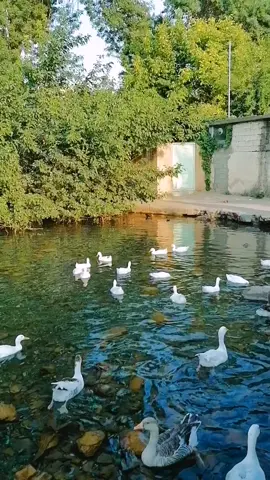 من دورو تۆ دور هەردوکمان دورین هاوڕێ گیان.😀🤍 #hawraman #xwrmal #halbja #fepシviral #fepシ #foryou #acc #خورماڵ #ti̇ktok 