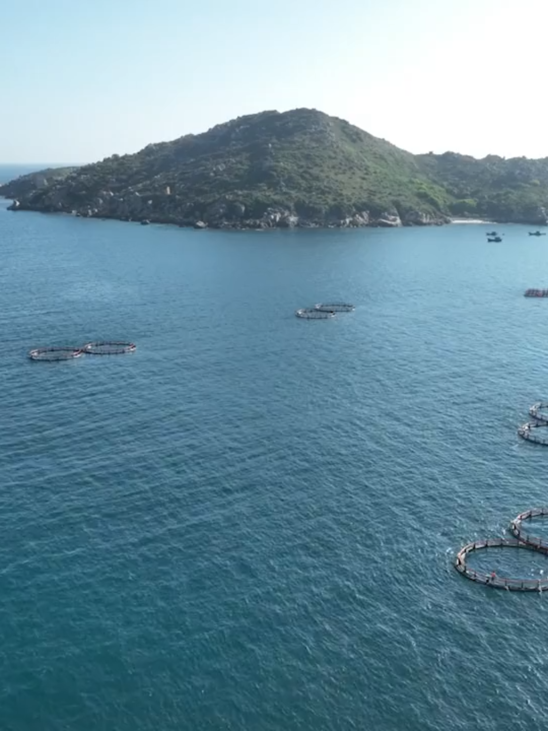 Nuôi biển xa bờ công nghệ cao: Tăng năng suất, giảm dịch bệnh Nuôi biển xa bờ công nghệ cao tại Khánh Hòa mang lại lợi ích kinh tế, thân thiện môi trường và thích ứng với biến đổi khí hậu. #nuôibiển #côngnghệcao #KhánhHòa #biếnđổikhíhậu