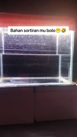 Bahan sortiran mu bolo, gass langsung join live 😁 #chana #chanaindonesia #hobby #stewarti #chanastewarti #fyp #fypシ゚viral #fyppppppppppppppppppppppp 