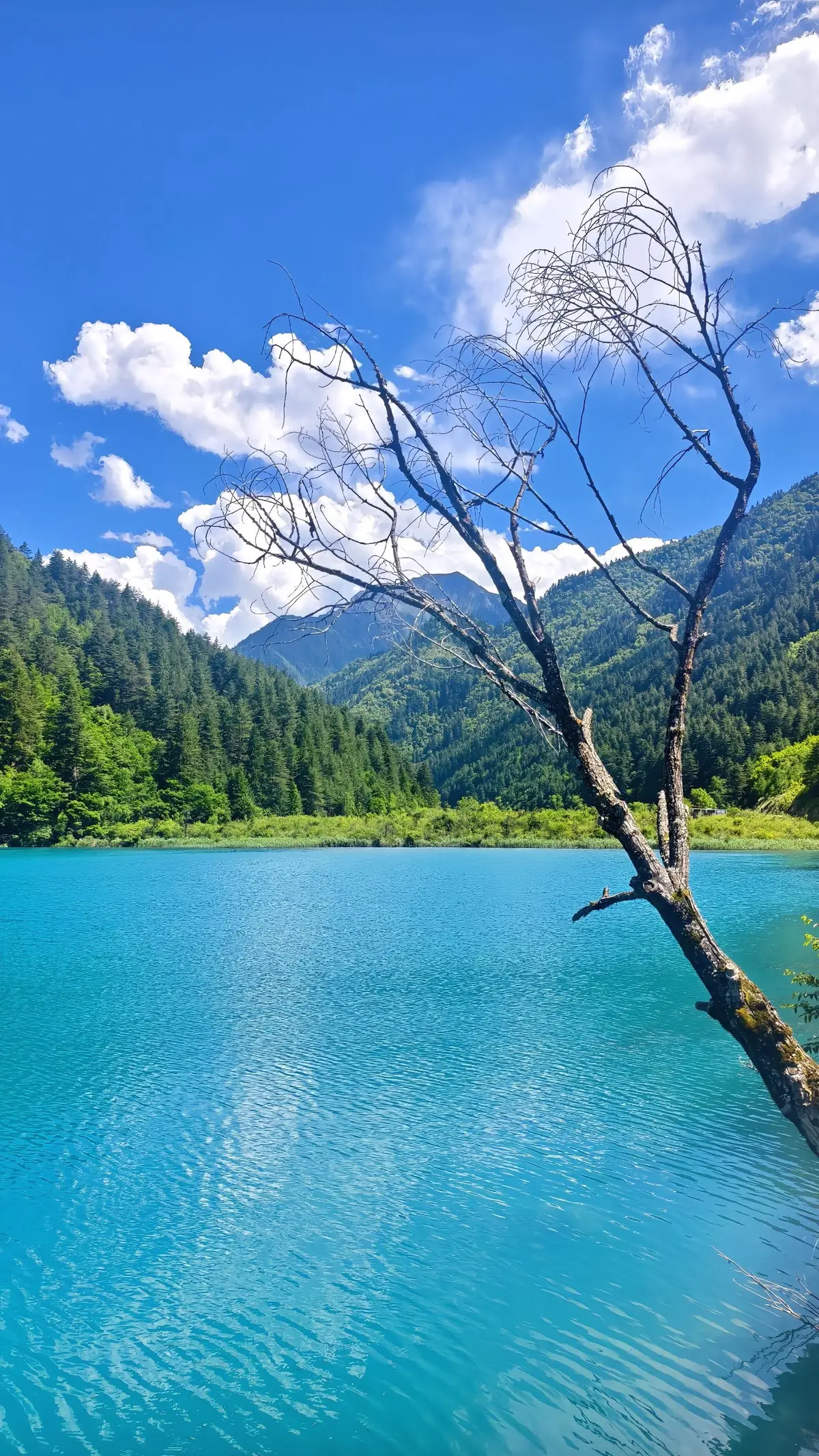 คนชอบธรรมชาติต้องไปที่นี่! Jiuzhaigou สวยเหมือนฝัน✨ เคยไปกันยัง?#Jiuzhaigou #เที่ยวจีน   #ธรรมชาติสวยมาก #สวรรค์บนดิน   #九寨沟 #เที่ยวจีน2025   #tiktokท่องเที่ยว  