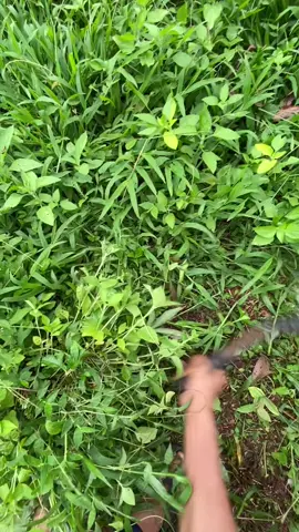 rumput indomaret🤭#sobatngaret #ngarit #dombagarut 