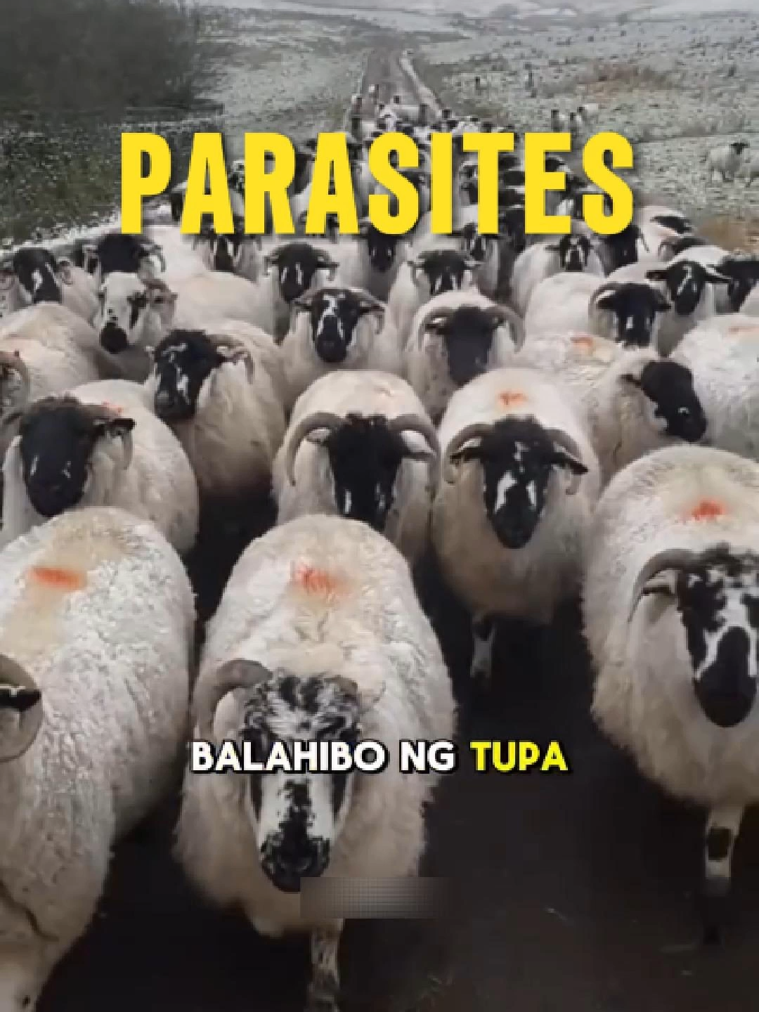 BALAHIBO NG TUPA - Did you know? #fyp #trendingvideo #viral #sheep