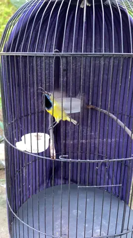 Sogon gacor versi  mentahan #sogonmaniaindonesia #burung #gacor #fypシ゚ #fouryoupage 