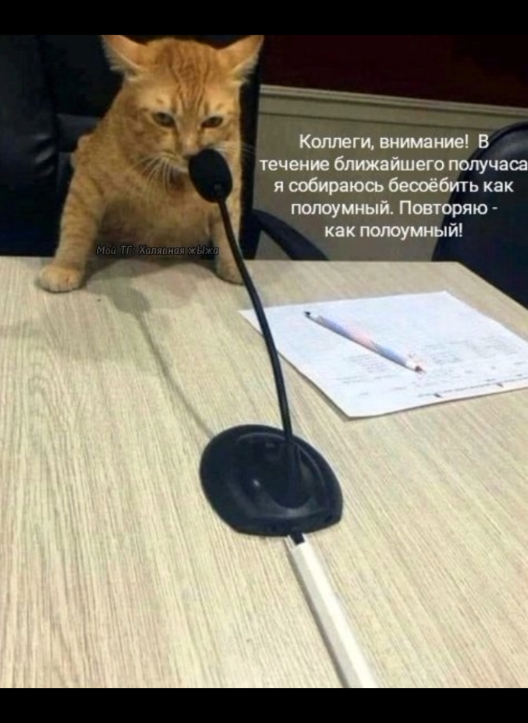 Мой ТГ Халявная жЫжа, там рисуночки всякие #озвучка #мемы #озвучкамемов #мемыскотами #коты #смешныекоты #приколыпроработу #коллеги #начальство #ахахахахахахахахахахаххах #рек #fup 
