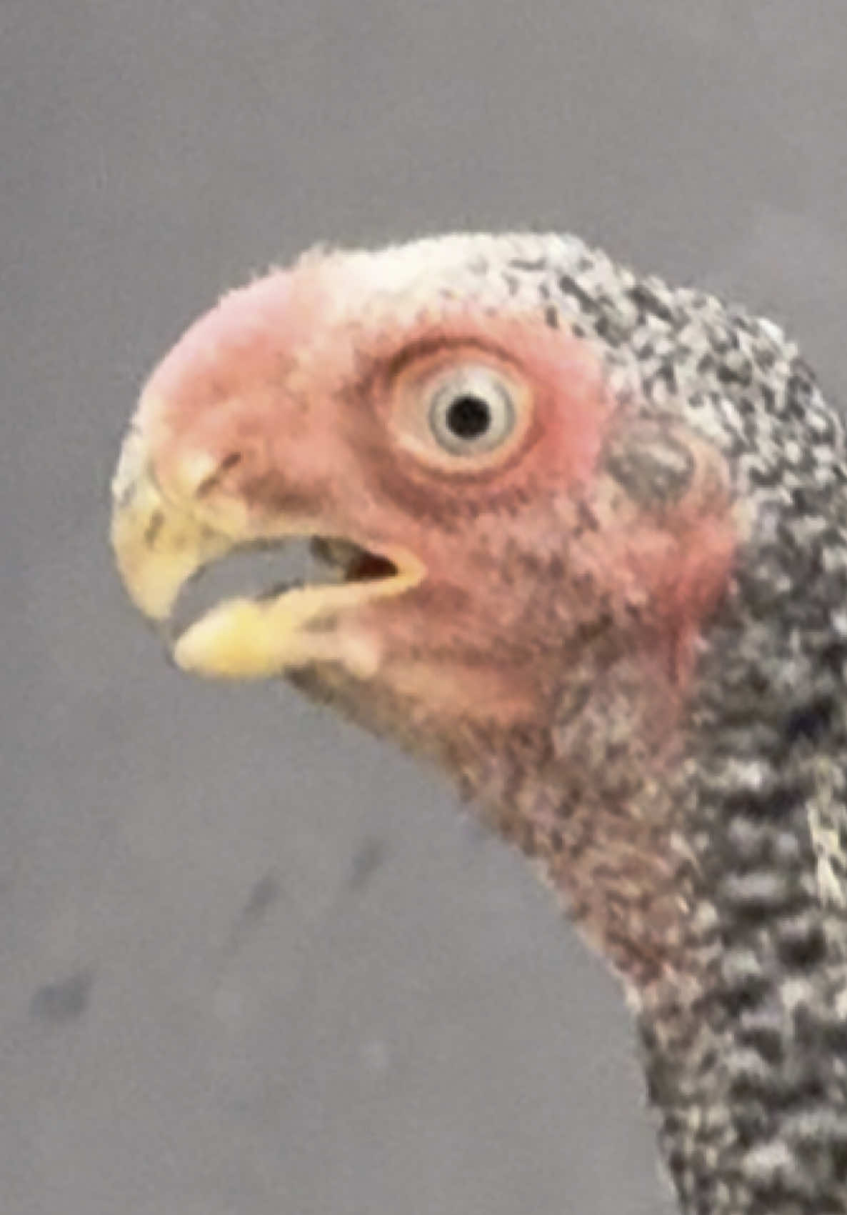 Parrot beak long tail aseel 