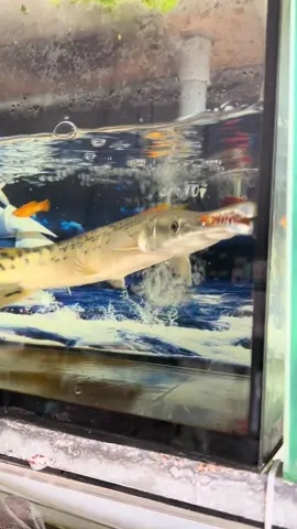 - Sấu hỏa tiển được mệnh danh là “thủy quái nước ngọt” - Có thể dài gần 2m  - Tuổi thọ: 15-20năm #sauhoatien  #casanmoi  #cacanh5k  #cacanhculaodung  #culaodung  #83soctrang  #soctrang 