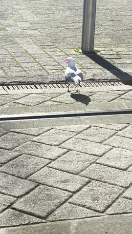 This funny little guy has excellent ball skills 🤣  #christchurch #nz  #funny #seagull  