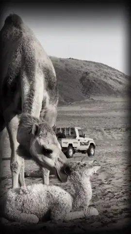 #صيور الزمان  ايعود يا اذيول العرب♪ #تصميم_فيديوهات🎶🎤🎬  #شتاوي_وغناوي_علم_ع_الفاهق❤🔥 #شتاوي_فااااهق🔥 @‹اعبـوده القطعاني♪› #شوعراءليبيا_🇱🇾🇱🇾 #لايك_متابعه_اكسبلور #ليبيا_طرابلس_مصر_تونس_المغرب_الخليج #المغرب🇲🇦تونس🇹🇳الجزائر🇩🇿 #النيجر🇳🇪_مالي🇲🇱_ليبيا🇱🇾_الجزائر🇩🇿 #بدومطروح_عرب_مطروح_م_وأفتخر😎🇱🇾❤🇪🇬 #