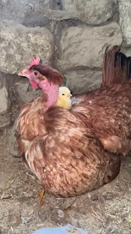 chicks and hens videos#chicken #babychicks #birds #chicks #henbaby #adorablechicks #shorts#foruyou #foruoupage #viral #fyp #tranding #birds