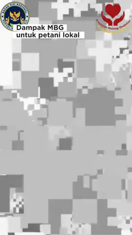 program MBG (Makan Bergizi Gratis)di Humbang Hasundutan berdampak positif bagi petani lokal dan pengurangan Pengangguran,  Peningkatan SDA dan SDM..  #yayasanholongondolan #koperasiholongondolan  @hendritumbursimamora @Sppg_holongondolan1 @badangizinasional.ri 