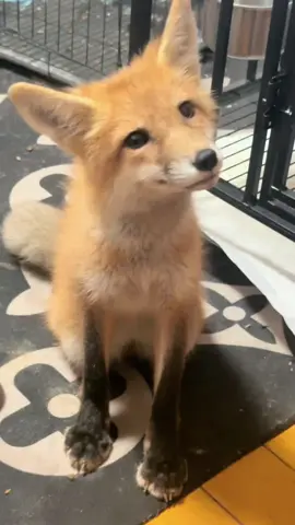 The Clingy Fox: Diary of a Spoiled Fox🦊🦊#fox #foxesoftiktok #foxes #funny #funnyvideos #cute #pet #PetsOfTikTok #fyp #fypシ #fypage #foryoupage#usa