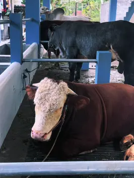 sopo ngerti iso tuku ngene iki🤲🏻#fypシ゚ #foryoupage #peternakmuda #peternaksapiindonesia #limosine 