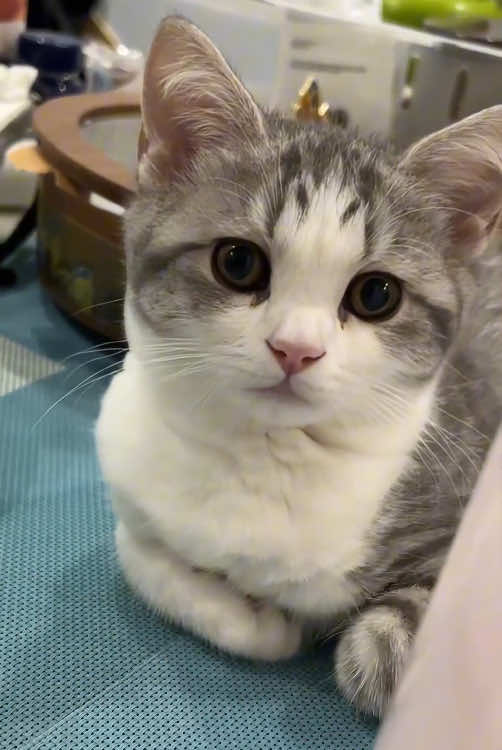 Kitten is very sleepy 😴🥰#cat #funnycat #catsoftiktok #funnyvideo #funnytiktok #fyp #foryou #tiktok #cutecat 