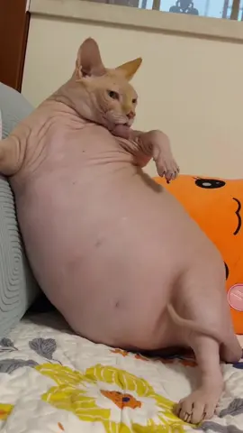Funny fat cat 🥰 #cat #cats #catsoftiktok #fyp #fypシ #funny #cute #fypシ゚ #pet 