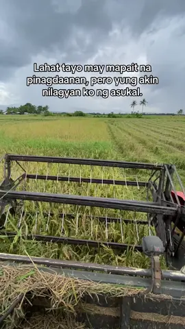 #maguindanaon #fypシ゚ #trending #farmerlife @Al Said @SAHID☝🏻 @Face to Face 