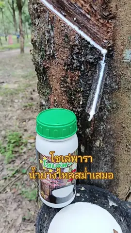 ป้ายยา​ชาวสวนยางพารา​ โซ่เล่พาราขยายท่อน้ำยาง​ ช่วยให้น้ำยางไหลสม่ำเสมอ​ #โซเล่พารา #ฟีดดดシ #tiktokดันขึ้นฟัดที🙏🥺 #creatorsearchinsights #livehighlights #tiktoklive 