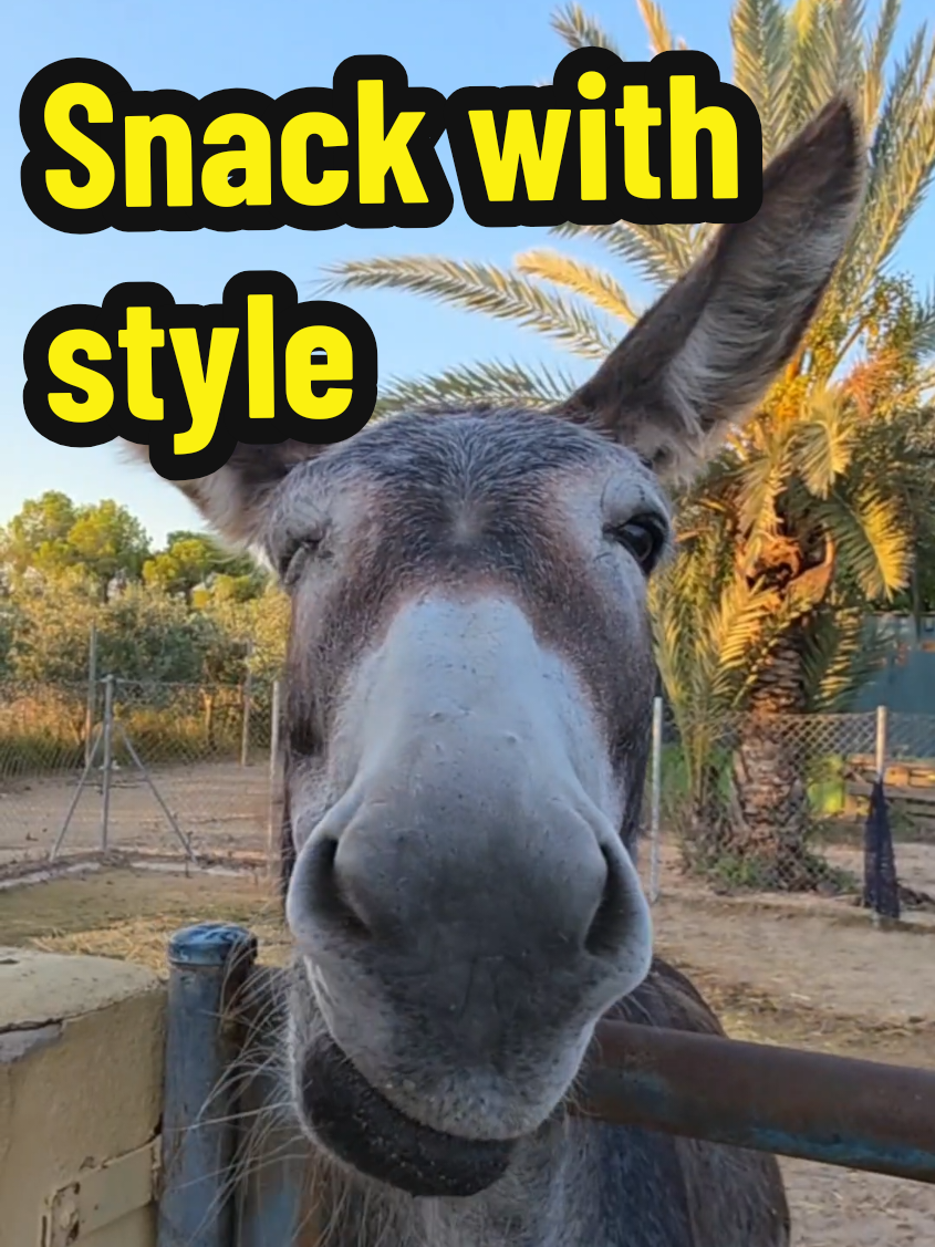 If this face didn’t make you smile, you probably need an apple too. 🍏 Lola’s giving it all, follow for more donkey charm & crunchy vibes! #fincarai #funnydonkey #donkeylove #animalsdoingthings #cutemoments 