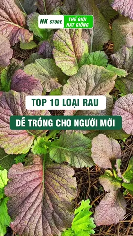 Top 10 loại rau dễ trồng cho người mới bắt đầu phần 2 #hatgiong #lamvuon #trongrausanthuong #trongrau #trongrausach 
