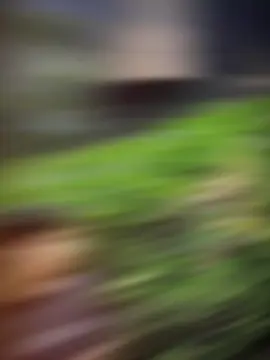 #likeရောရပါ့မလား✌🌝 #မြင်ပါများပီးချစ်ကျွမ်းဝင်အောင်လို့🤒🖤 #single #တင်စရာမရှိတော့လို့😫😫 #ဒီတစ်ပုဒ်တော့fypပေါ်ရောက်ချင်တယ် 