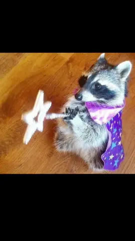 HELPPP // i lov mi bf and kiddos @cofdnory._ @️ @ogxcln  . . . . . . #raccoon #raccoonsoftiktok #fyp #rs #fyppppppppppppppppppppppp #fyyyyyyyyyyyyyyyy #goviral #animal #animalsoftiktok #animallover #cutebaby #animalsoftiktok #animallover #cutebaby #explode #explore #cutie #plsdontflop #kiss 