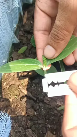 grafting techniques #farming #grafting #agriculture #satisfying #fyp #fypシ #fypシ゚viral #viral 
