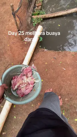 BUAYA DARAT#buayaamau#amau #buayadaratliarenak#buaya#tiktokbiaya