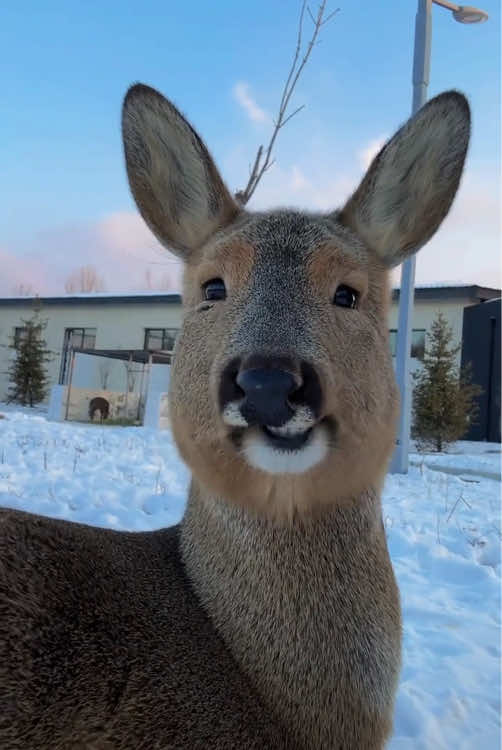 Roe deer 🦌 #funnyvideos #happy #cute #animal #