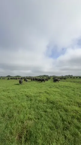 #beranda #peternakmuda #kerbauviral🐃 #fypシ゚ 