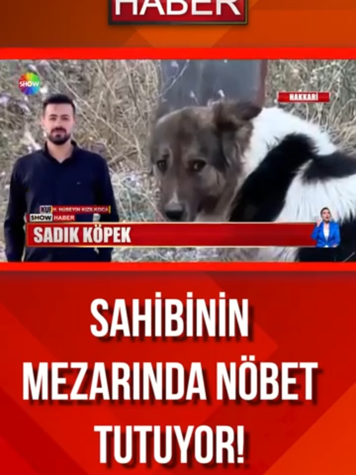 Sahibi hayatını kaybettiğinden beri mezarında nöbet tutuyor! #ShowAnaHaber #ShowHaber #ShowTV #neizlesem #turkishseries #türkdizileri @Show Ana Haber 