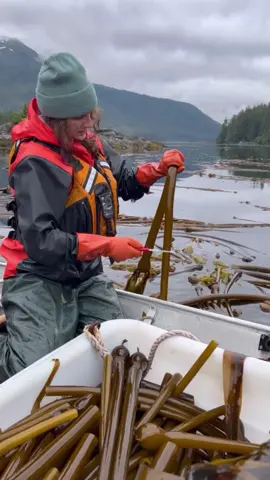 Bullwhip kelp ရေညှိ #myanmartiktok🇲🇲🇲🇲 #foryou #shorts #reels #fyp 