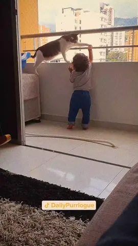 #cat #catsoftiktok #catlovers #cats #funnycats #catlover #funnycat #fyp 