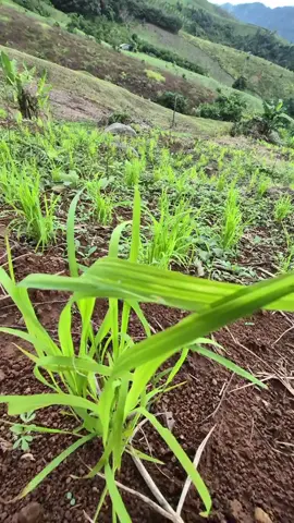 #วิวบ้านนอก🍃 #วิวท้องฟ้า⛅️🌈 ##ฟีดดดシ #ย่าปิดการมองเห็น 