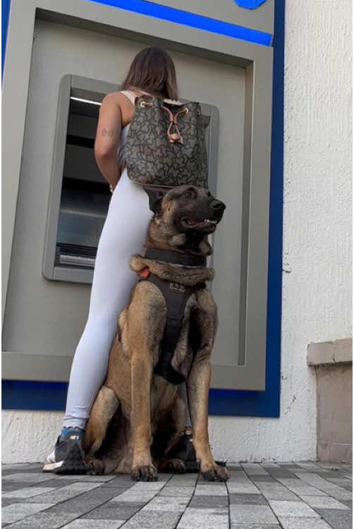 The dog protects owner forever #pet #usa🇺🇸 #fyp #dog #friendship